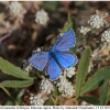 polyom bellargus imago25 kher